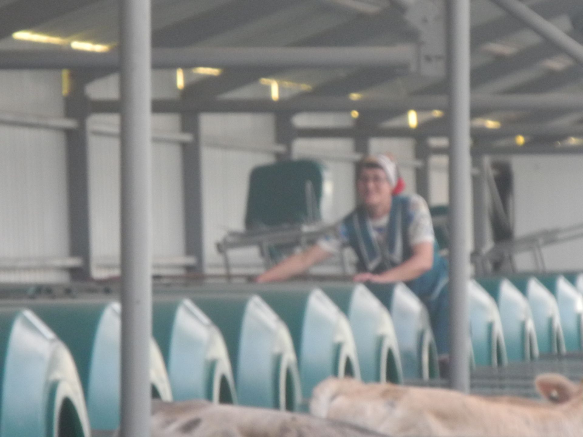 Работники животноводческого комплекса хозяйства "Кулон-Агро"  встречают Сабантуй с хорошими результатами труда