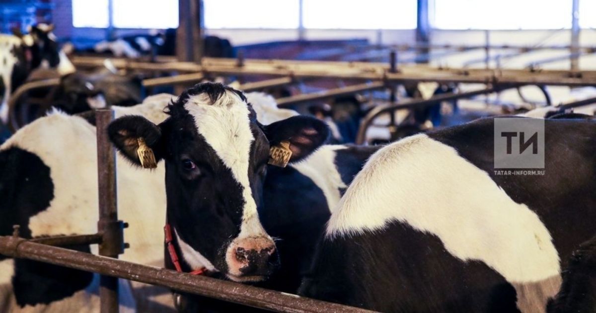 Впервые в истории Татарстана продуктивность коров превысила 8 кг молока на одну голову