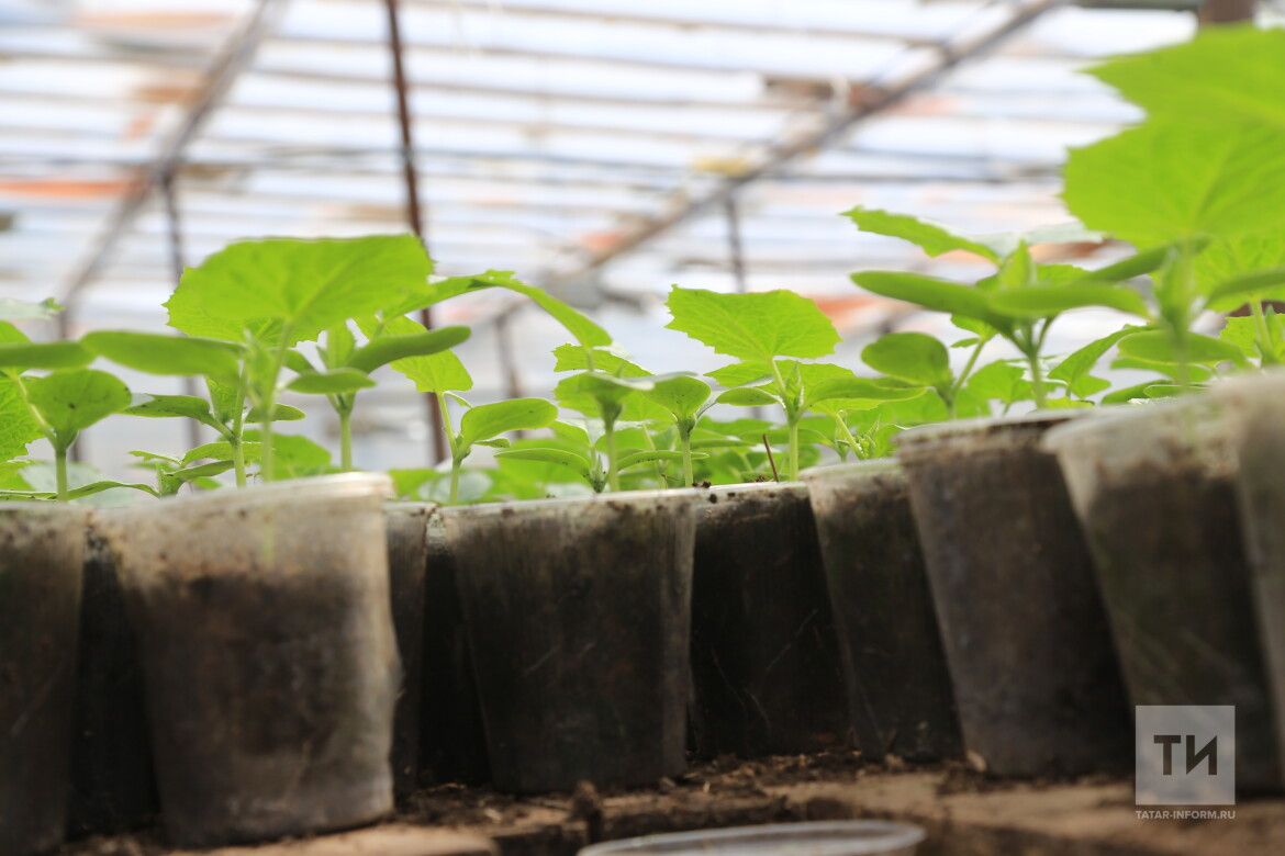 Какие культуры надо сажать в феврале