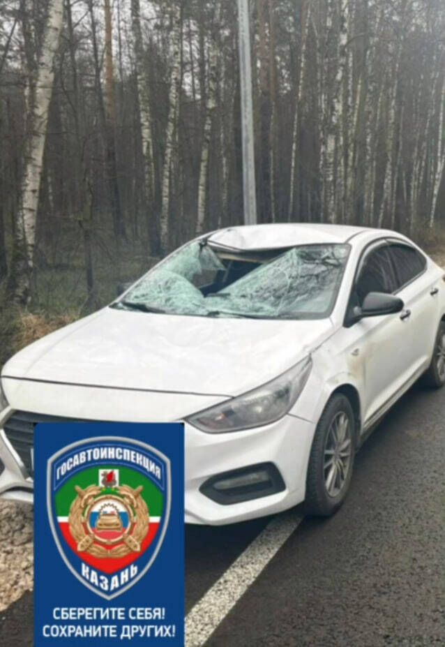 Водитель Hyundai сбил лося в Казани: подробности происшествия
