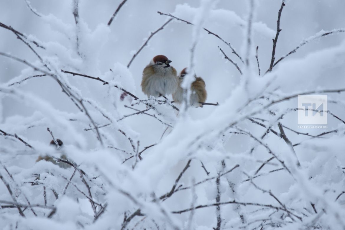 Прогноз погоды в Рыбно-Слободском районе