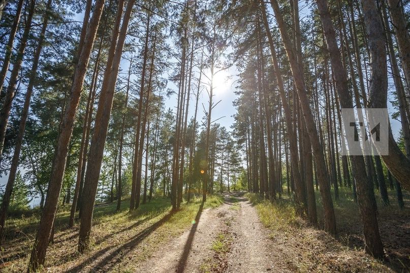 Нормы добычи сурков и куниц в охотничьих угодьях сократят в Татарстане