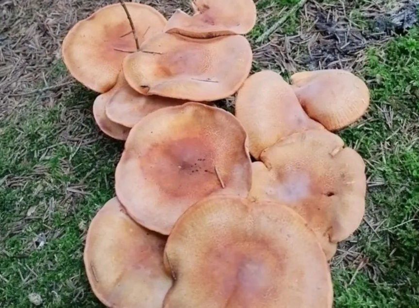 Простая икра из рядовок на зиму и к столу