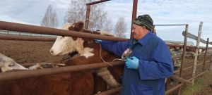 Ветеринарные специалисты провели плановые мероприятия в селе Большая Кульга