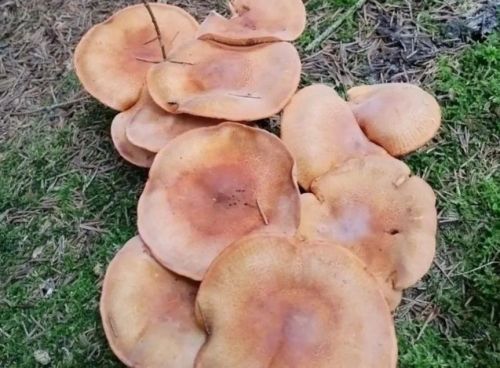 Простая икра из рядовок на зиму и к столу