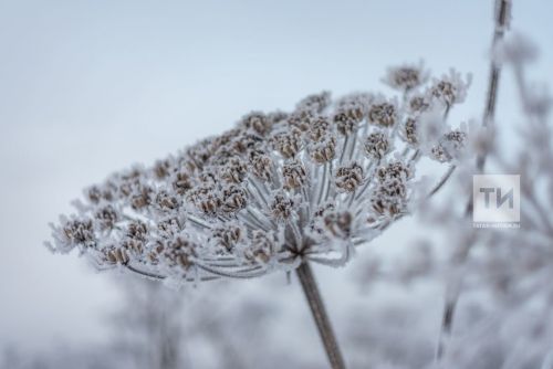 Зима в Татарстане может быть очень теплой