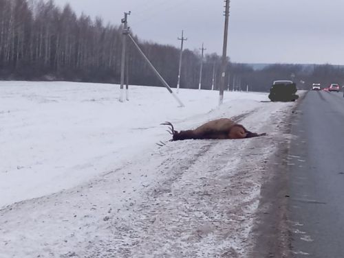 Сегодня на трассе М-7 был сбит марал