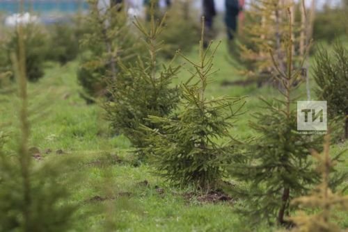 Древесный корень стал причиной смерти человека