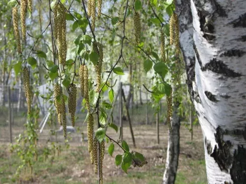 Советы, как пережить сезон аллергии