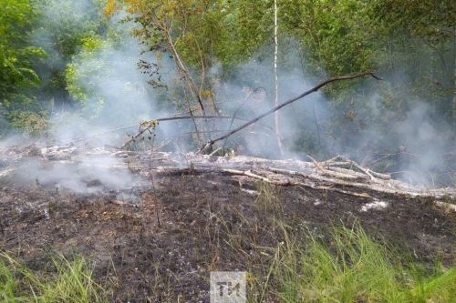 В Минлесхозе РТ напомнили о запрете на разведение костров и сжигание мусора