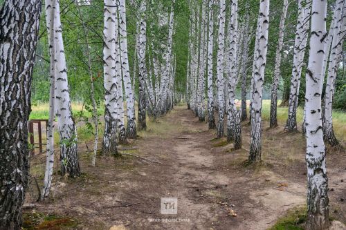 Заболевание боррелиозом: случаи в Татарстане в новом сезоне