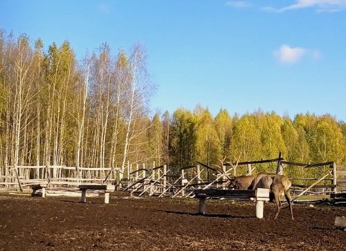 Ветераны побывали на экскурсии на Дикой ферме