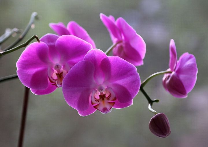 Почему у орхидеи корни сохнут и выглядывают из горшка?