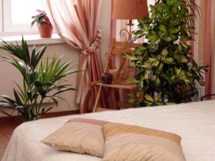 Какие комнатные растения нельзя держать в спальне