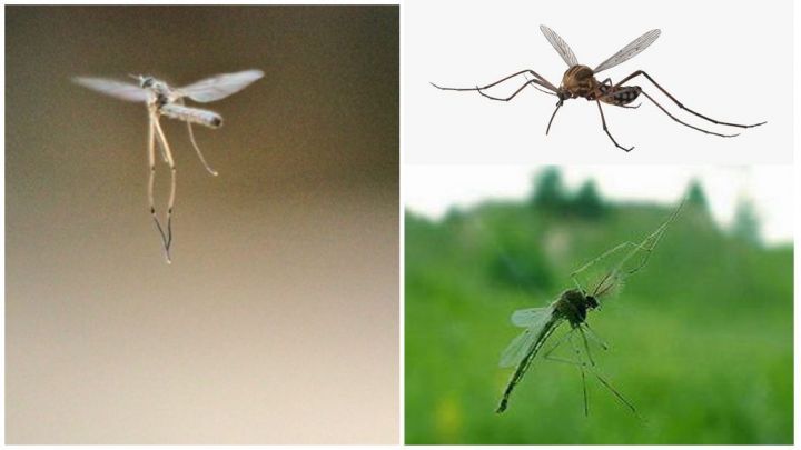 До каких этажей долетают комары, мухи и мелкие мошки