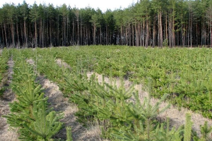 В Рыбно - Слободском районе  будут  шуметь леса
