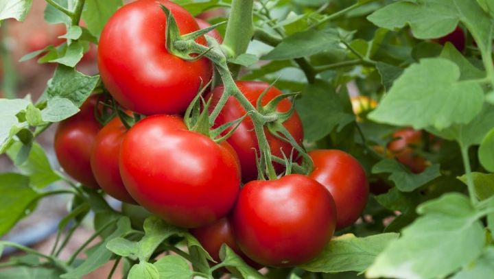 Уход за томатами в июле : чем опрыскивать помидоры для защиты урожая