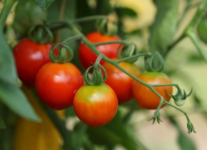 Простые народные средства для отличного урожая помидоров