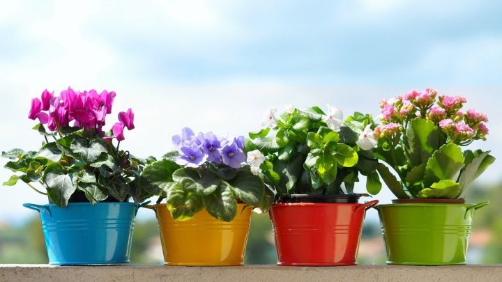 Девять цветов, которые выживают из дома мужчин