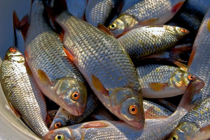 10 советов для любителей рыбы