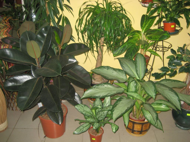 Комнатные растения, которые нельзя держать дома, согласно приметам | БЕЛНОВОСТИ | Дзен