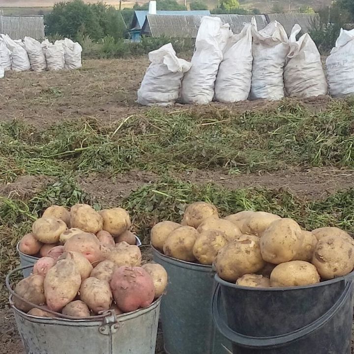 Рыбнослободцы довольны нынешним урожаем картофеля
