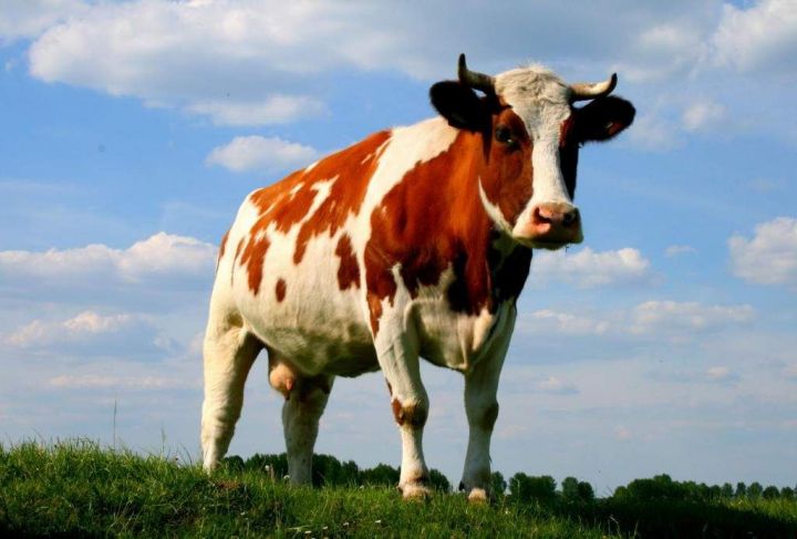 Чем опасен лейкоз крупного рогатого скота?