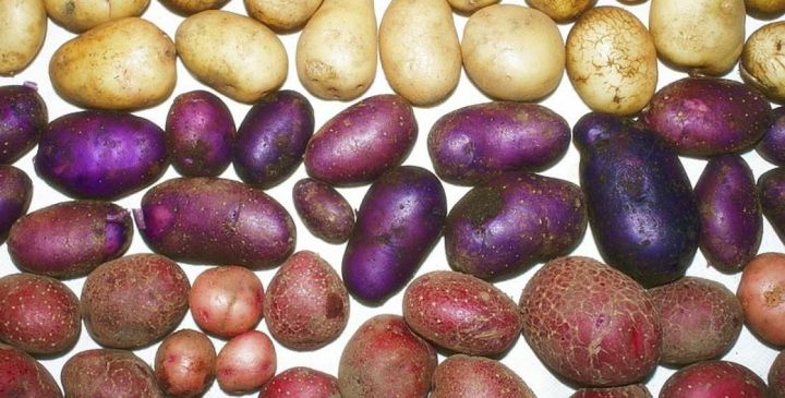 В Татарстане создали шесть новых сортов картофеля