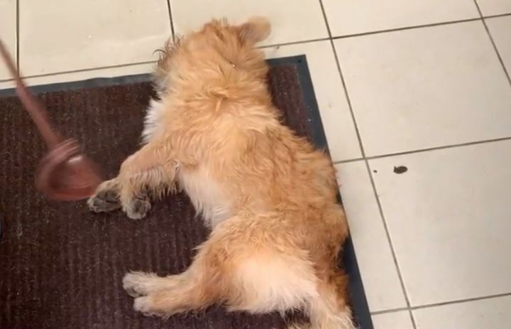 В Татарстане ветеринар отказалась помочь умирающей собаке