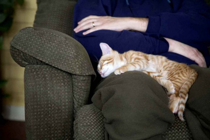Почему кошка спит с хозяином?