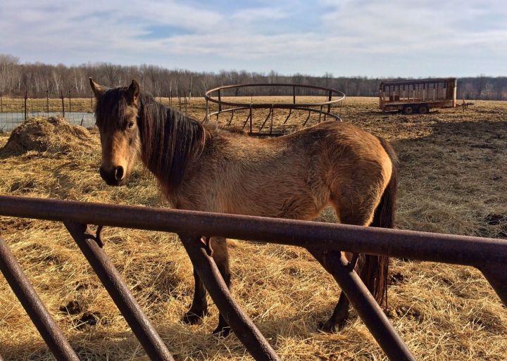 В Татарстане лошадь убила 52-летнего мужчину