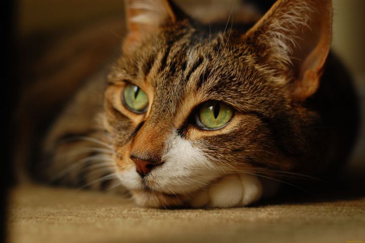Ученые научились определять настроение котов