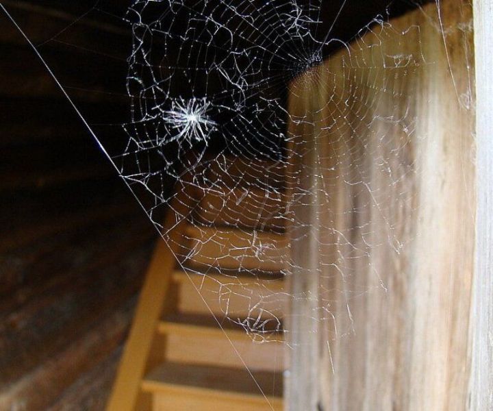 Почему нельзя трогать пауков, живущих у вас в доме