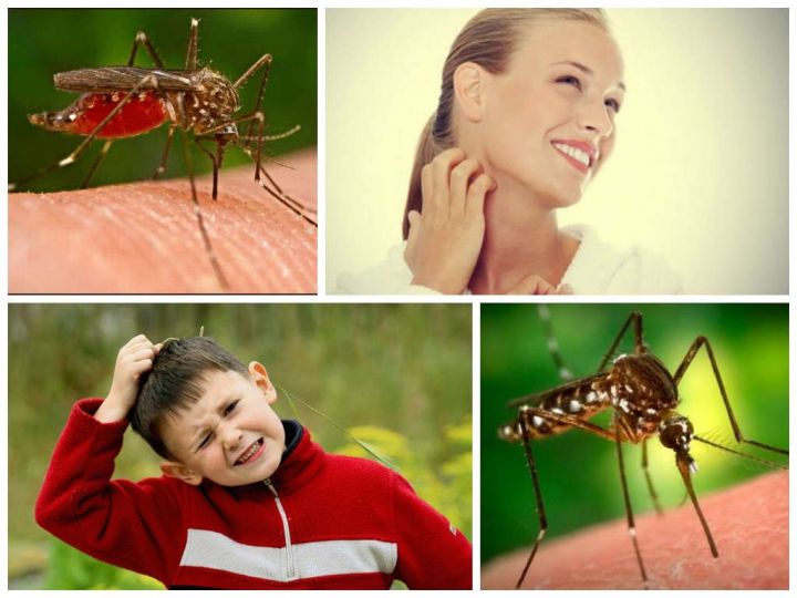 Ученые придумали способ как избавить человечество от комаров