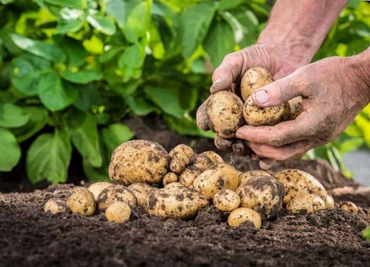 2 глупые ошибки из-за которых урожай вашего картофеля становится меньше
