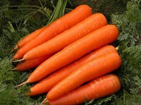 Как посадить морковь, чтобы всходы появились через 5 дней и не пришлось прореживать
