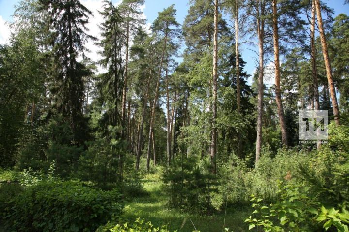 В Татарстане стартует весенний этап республиканской природоохранной акции «Чистые леса Татарстана»