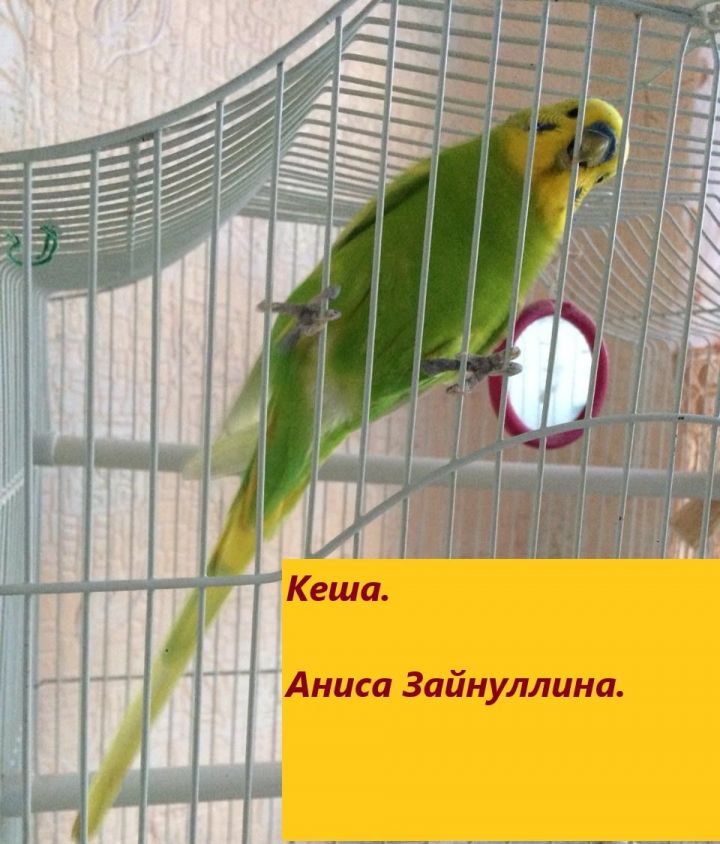 Письмо  на конкурс от попугая  "Кеша"