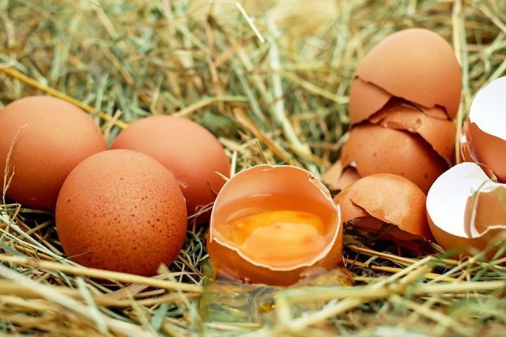 5 способов применения яичной скорлупы в огороде