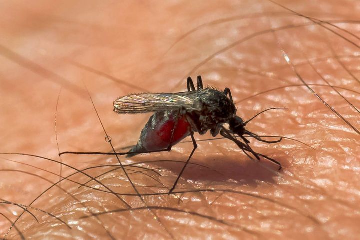 Энтомолог объяснил выбор комарами жертв для нападения