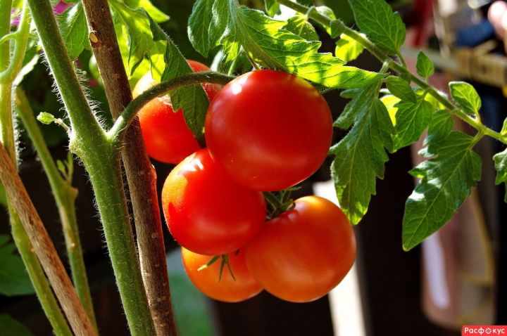 Опадают завязи на томатах, плохо завязываются плоды. Срочно проведите эту подкормку
