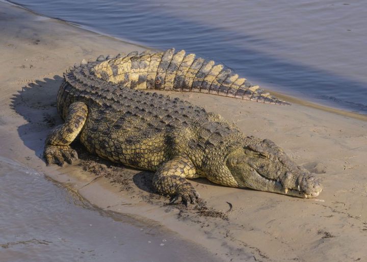Крокодил стянул ребенка с лодки и проглотил его
