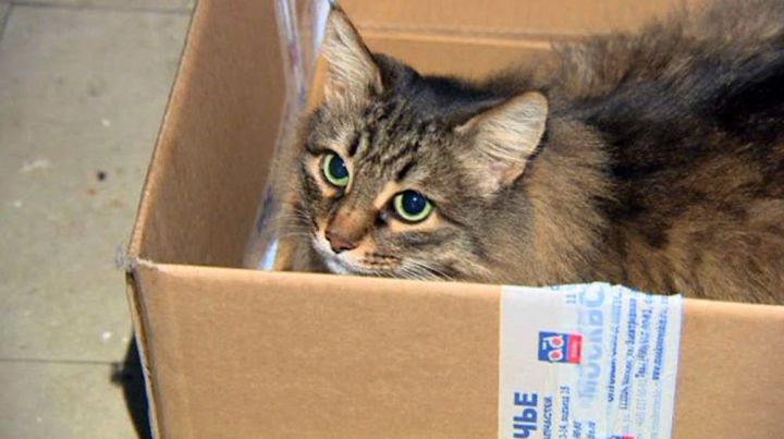 Кошка спасла младенца, которого оставили в подвале в коробке