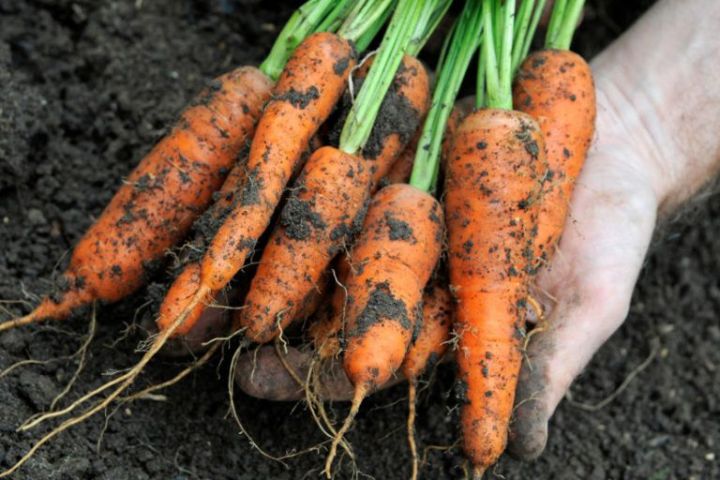 Эти подкормки сделают морковь сладкой и сочной, а также помогут ей долго храниться