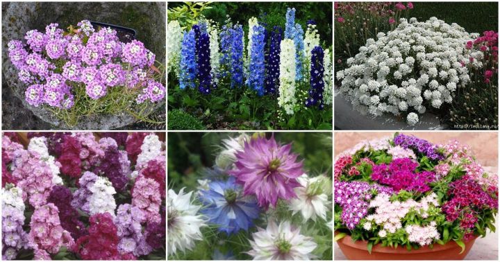 6 красивых цветов, которые можно посадить под зиму