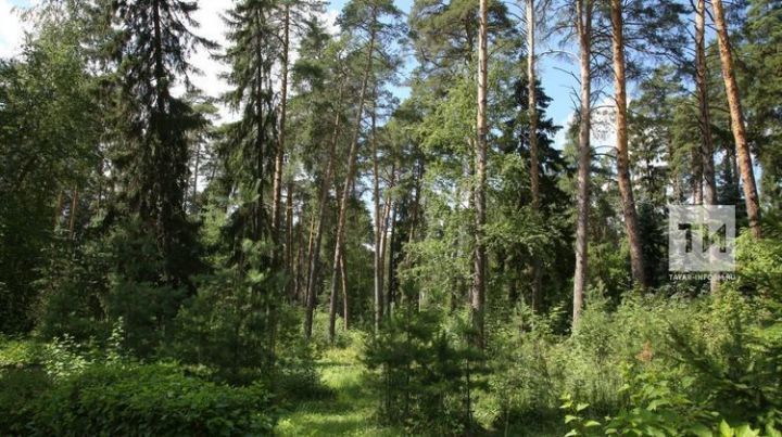 Почти 200 миллионов рублей направят на сохранение лесов в Татарстане
