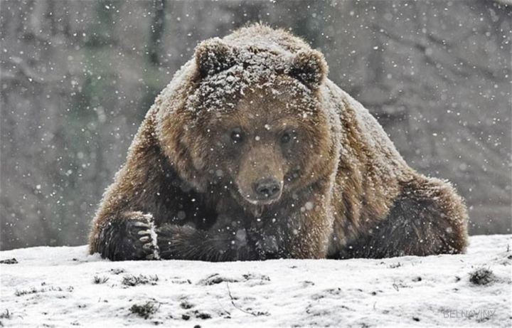 В казанском зоопарке медведя кормят снегом, чтобы уложить в спячку
