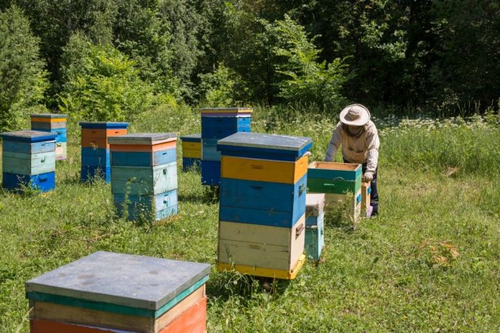 Поддержка Минсельхозпрода РТ в рамках Нацпроекта поможет семье из Рыбно-Слободского района развивать пчеловодство