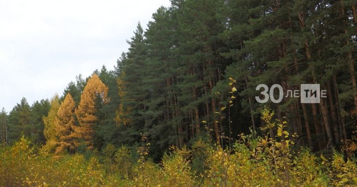 В РТ более 2,5 тысяч гектаров леса удалось восстановить в прошлом году