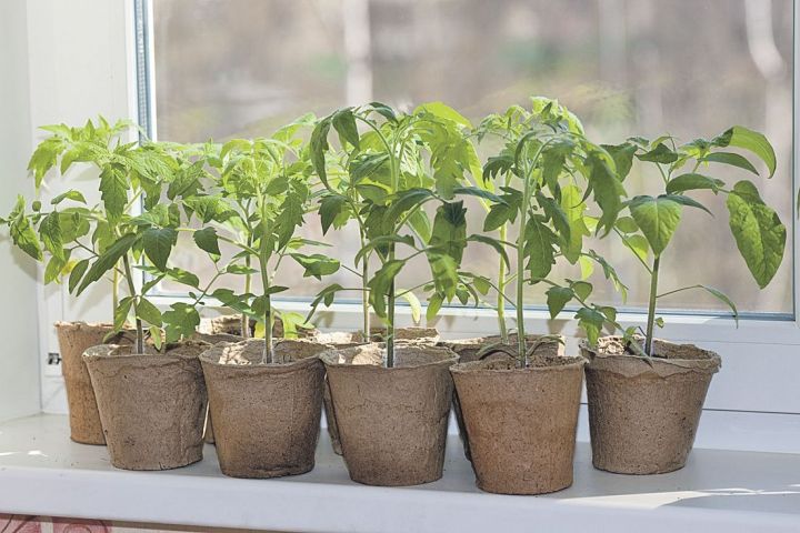 Как вырастить хорошую рассаду томатов